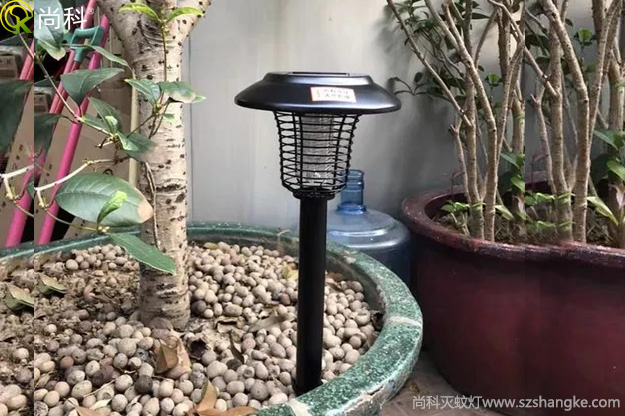 陽臺花盆中的黑色小飛蟲怎么消滅？